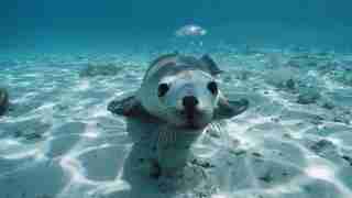 A sea lion swims underwater
