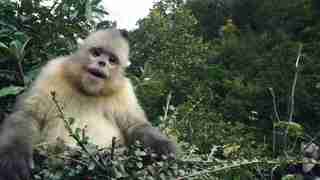 A Yunnan monkey looks at the camera.