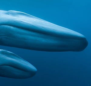 Blue Whales: Return of the Giants