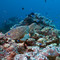 Coral Sea Adventure