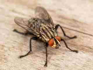 Fly on a wood surface.