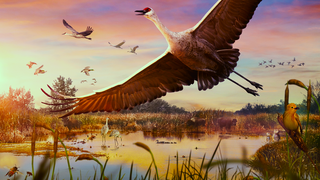 A flock of birds flys over wetlands
