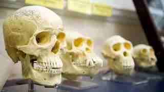 A row of skulls from homo sapiens to our genetic ancestors