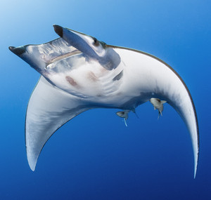 Oceans: Our Blue Planet