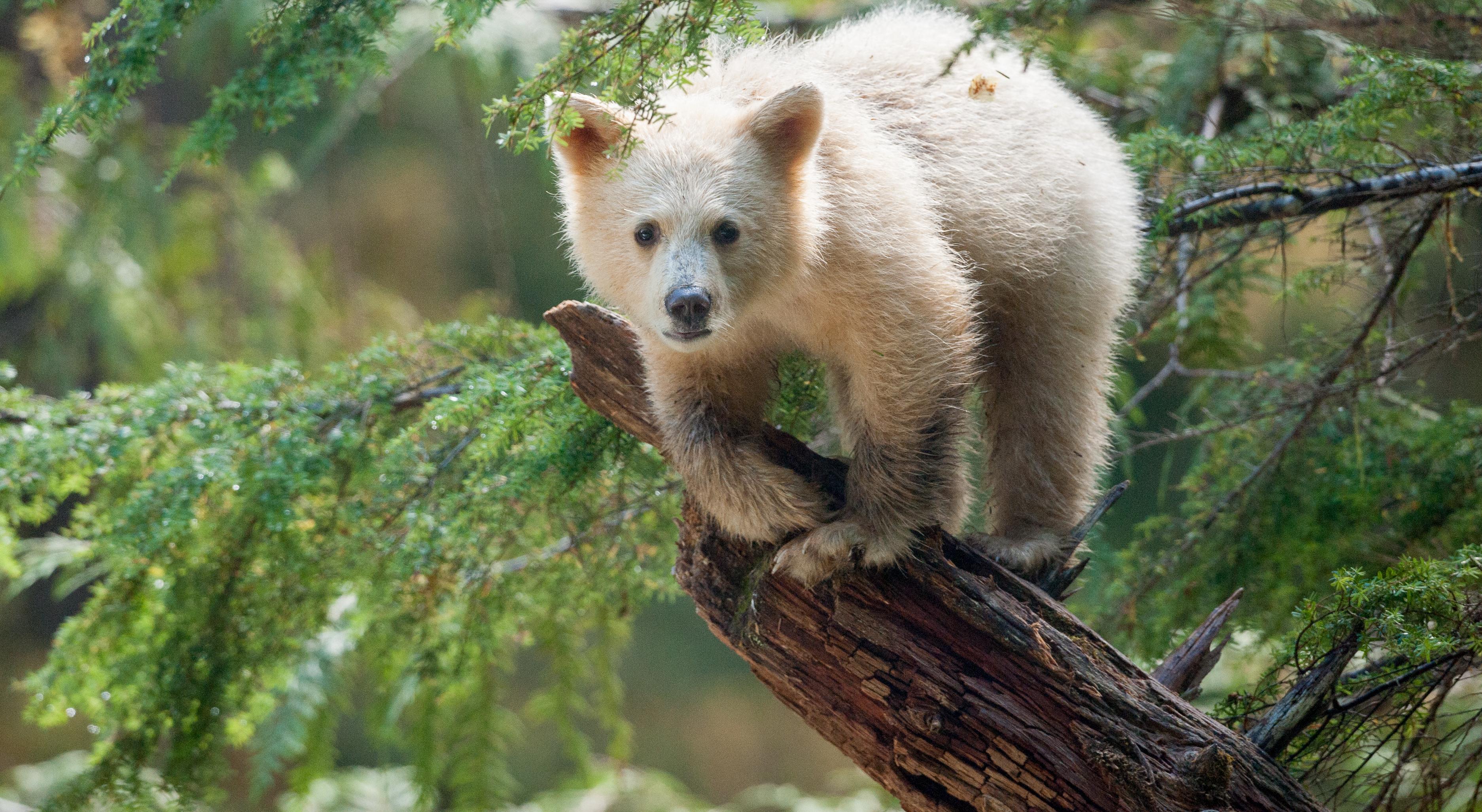 great bear rainforest tourism