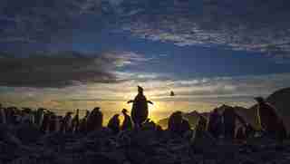Penguins gather at sunset