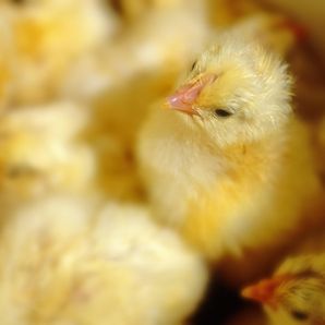 genetics and the baby chick hatchery museum of science and industry