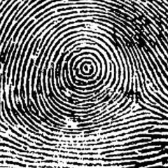 whorl fingerprint whorl fingerprint