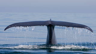 A blue whale tail emerges from the ocean's surface.